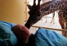 Hươu cao cổ hôn tạm biệt người nuôi