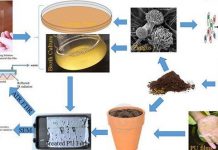 Trung Quốc phát hiện loại nấm có khả năng "tiêu hóa" nhựa dẻo