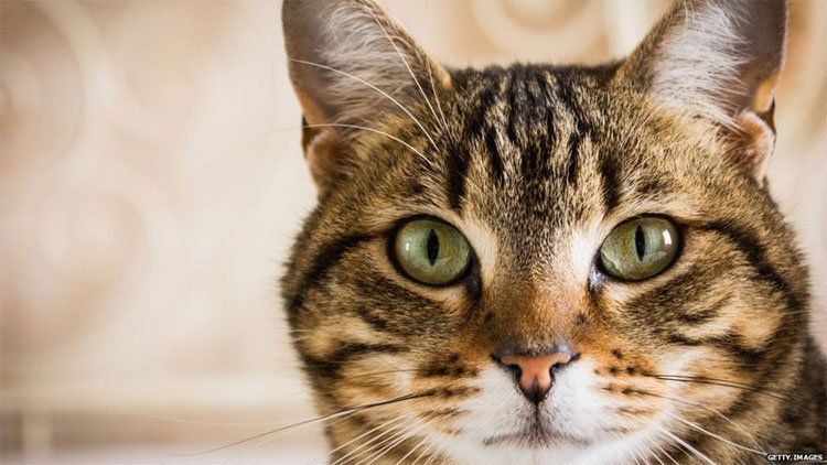 Loài mèo đã bắt đầu xâm chiếm thế giới từ khi nào?