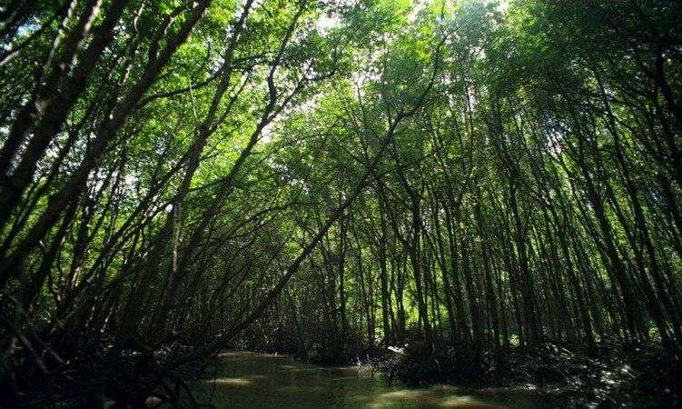 Vẻ đẹp mê hoặc của khu rừng rậm ngay sát Sài Gòn