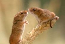 Vì con, bố phải đa tình