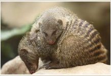 Phát hiện một chủng động vật ăn thịt hiếm gặp