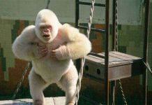 Khỉ đột bạch tạng là sản phẩm của loạn luân