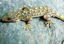 Khám phá loài thằn lằn thứ 20 ở Việt Nam