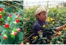 Đà Lạt: Xuất hiện giống hoa lạ, quý hiếm