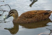 Điểm danh những loài vật có “cậu nhỏ” kỳ lạ nhất