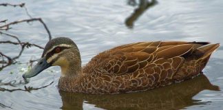 Điểm danh những loài vật có “cậu nhỏ” kỳ lạ nhất