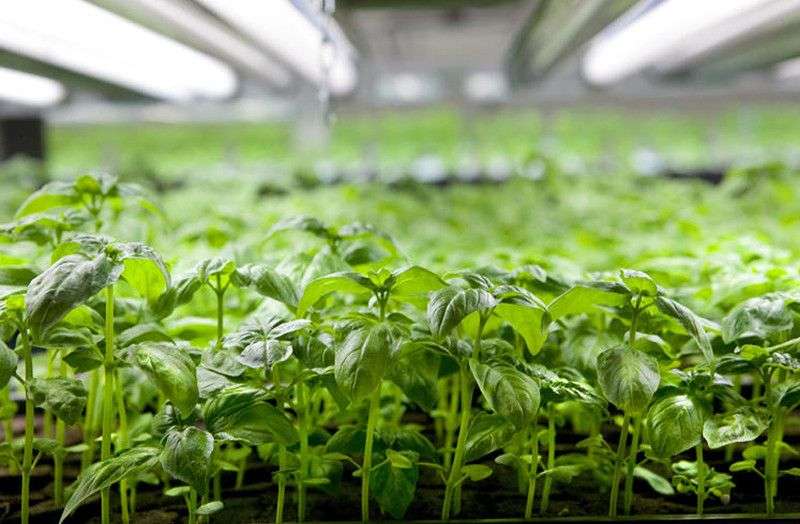 4 giải pháp nông trại tiết kiệm diện tích trồng rau xanh hữu cơ