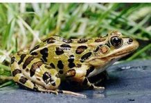 Số lượng động vật lưỡng cư giảm do bị nhiễm nấm