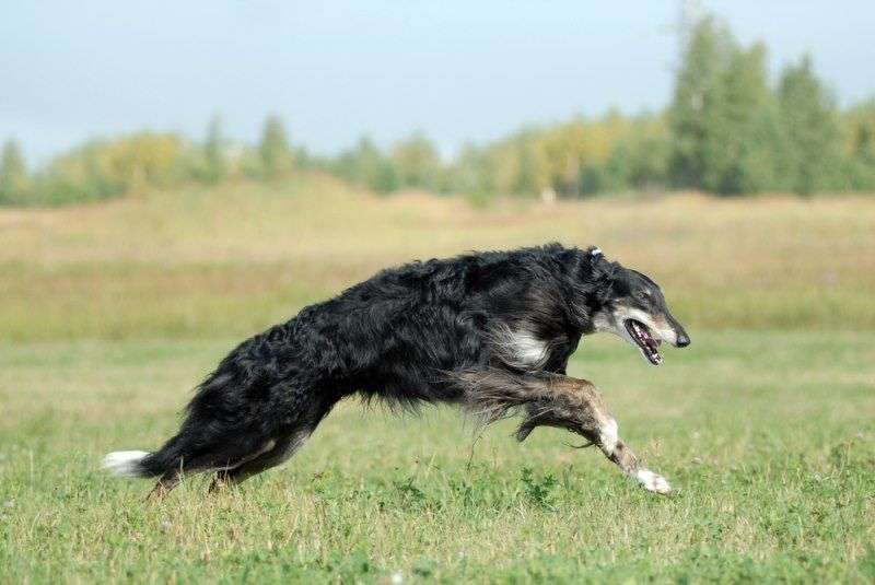 Top 10 giống chó nhanh nhất thế giới