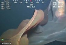 Thả camera xuống biển, thấy quái vật khổng lồ dị dạng