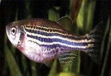 Cá: Mẫu vật nghiên cứu bệnh mất ngủ Cá: Mẫu vật nghiên cứu bệnh mất ngủ