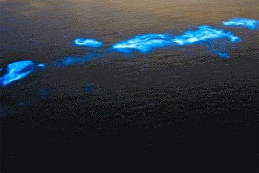 Vì sao biển đêm lại le lói những ánh sáng kỳ ảo?