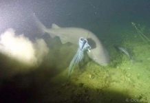 Bắt gặp cá mập 6 mang có nguồn gốc trước thời khủng long