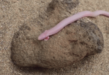 Chiêm ngưỡng sinh vật nửa giun nửa rắn nhưng lại có 2 chân