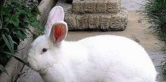 Một số điểm cần lưu ý trong chăn nuôi thỏ