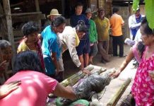 Quái vật đầu cá sấu mình trâu gây xôn xao ở Thái Lan Quái vật đầu cá sấu mình trâu gây xôn xao ở Thái Lan