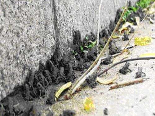 Tứ Xuyên sợ động đất vì ếch “diễu hành”