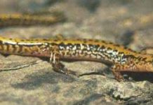 Kỳ nhông cũng biết... làm tính