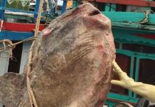 Vừa thả cá mặt trăng, ngư dân lại bắt được con khác lớn chưa từng thấy