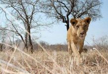 Sư tử “ăn trộm” máy quay phim Sư tử "ăn trộm" máy quay phim