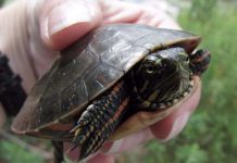 7 động vật chịu lạnh dưới 0°C giỏi nhất hành tinh