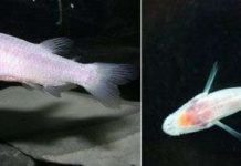 Phát hiện cá mù sống trong hang