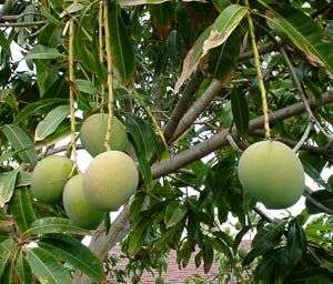 Xử lý xoài ra hoa ở phía Bắc