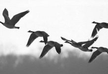 Chim trời – mối nguy khó lường với ngành hàng không Chim trời - mối nguy khó lường với ngành hàng không