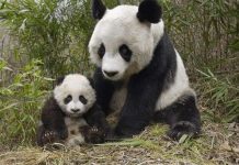 Các nhà khoa học bắt gấu trúc con xem phim "đen"