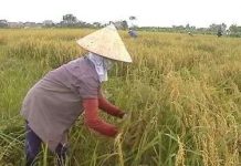 Những sáng tạo khoa học nâng cao hiệu quả sản xuất nông nghiệp