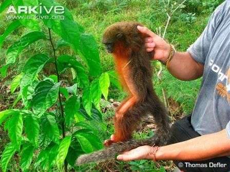 Cận cảnh loài khỉ Titi mới ở Columbia