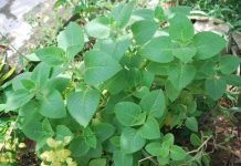 Những điều bạn chưa biết về cây húng chanh Những điều bạn chưa biết về cây húng chanh