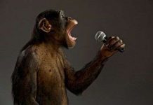 Giả thuyết mới về ngôn ngữ loài người