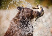 Não bộ càng lớn, khả năng phản xạ của động vật ăn thịt càng giỏi