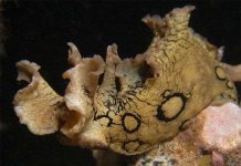 Sên biển tự vệ như thế nào?