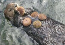 Rái cá biển “bảo vệ trái đất” Rái cá biển "bảo vệ trái đất"