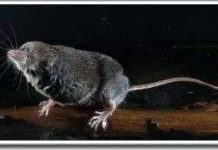 Chuột chù là loài ăn thịt rất tinh vi