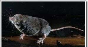 Chuột chù là loài ăn thịt rất tinh vi