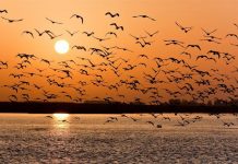 Chúng ta theo dõi việc di cư của các loài chim trên thế giới như thế nào? Chúng ta theo dõi việc di cư của các loài chim trên thế giới như thế nào?