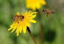 Ong cũng giống chúng ta khi đưa ra quyết định Ong cũng giống chúng ta khi đưa ra quyết định