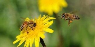 Ong cũng giống chúng ta khi đưa ra quyết định