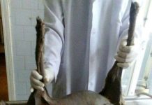 Quái vật ma cà rồng chuyên hút máu bị bắt