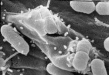 Khả năng phát triển các loại thuốc chống vi khuẩn mới