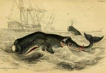 Cá nhà táng đực dùng trán húc tình địch và làm chìm thuyền