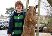 Cáo khổng lồ xuất hiện tại Anh