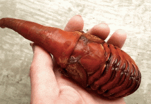 Bạn sẽ ngã ngửa khi biết sự thật về loài sinh vật “ngoài hành tinh” này Bạn sẽ ngã ngửa khi biết sự thật về loài sinh vật "ngoài hành tinh" này