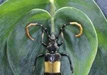 Động vật là bà con của thực vật