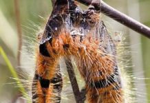 Virus thây ma khiến sâu bướm nổ tung xác