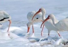 Thủy ngân khiến loài cò trắng trở thành đồng tính